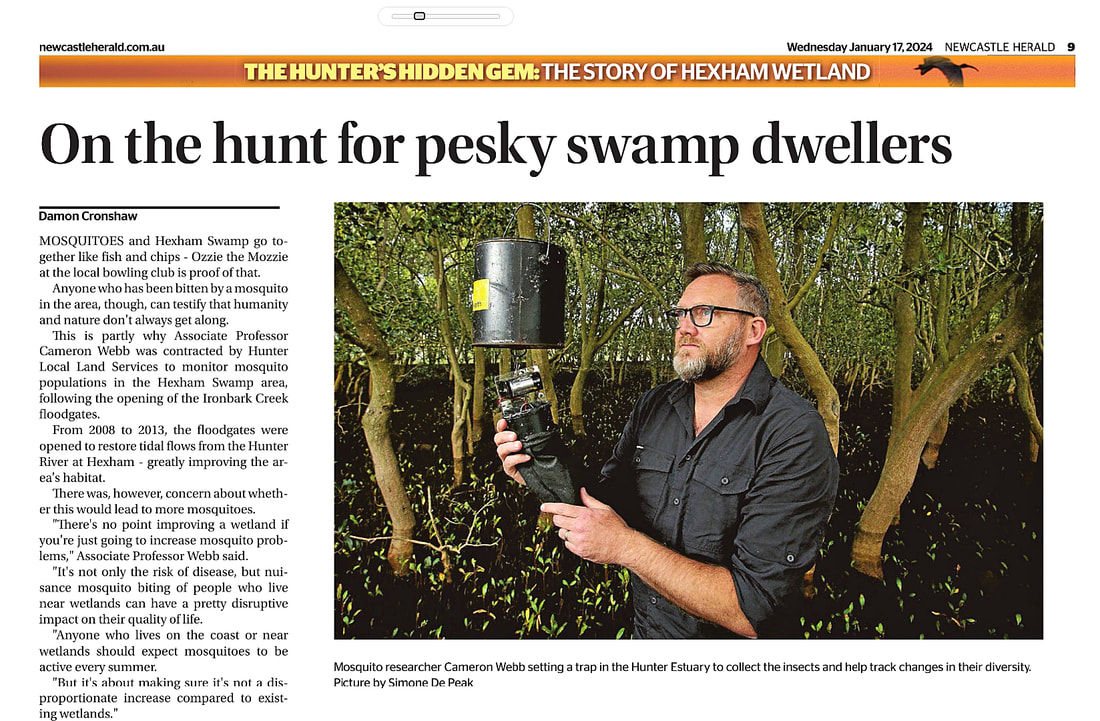 On the hunt for mosquitoes in Hexham swamp, as Ozzie the Mozzie looms large - By Damon Cronshaw