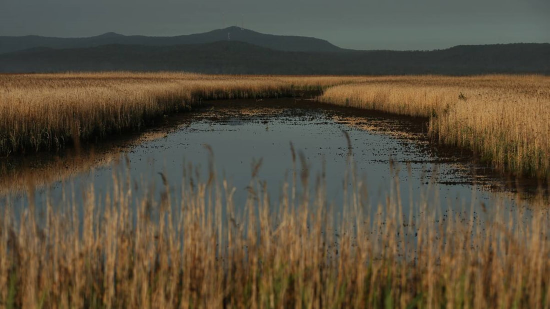 The mammoth task of rehabilitating the Hexham wetlands.