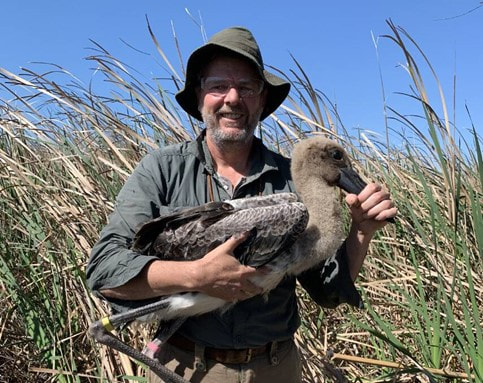 Rob Kyte with the juvenile back-necked stork, named Pillow, that recently fledged.