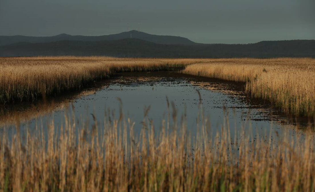 The Hunter Wetland looking across to Mt Sugarloaf.  Picture by Simone DePeak.